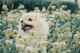 Alergia pokarmowa u kotów i psów – przyczyny, objawy, alergeny