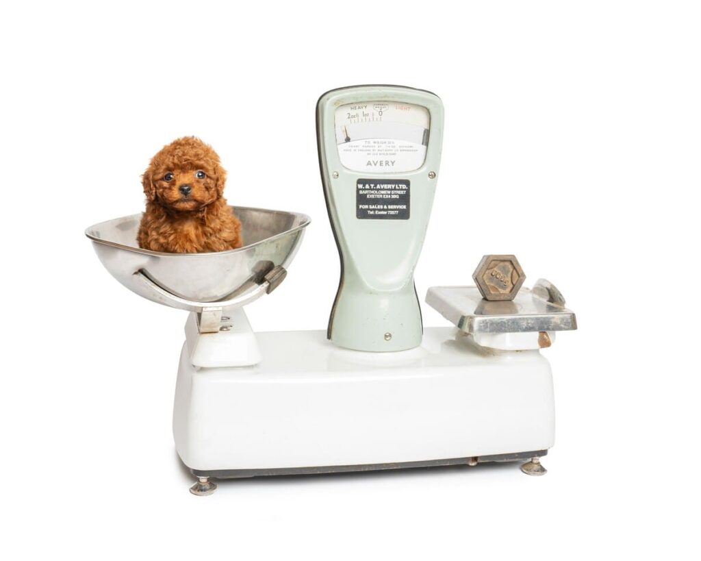 Po zmianie żywienia trzeba kontrolować masę ciała kota i psa i na tej podstawie dostosować wielkość porcji